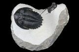 Detailed Hollardops Trilobite With Cyphaspis - Ofaten, Morocco #177341-1